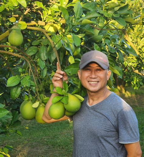 文旦樹剪枝影響花開|麻豆文旦栽培管理